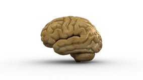 Wooden brain Loop Rotation. Spinning brain, 3D rendering - Powered by Shutterstock - Get 15% off with code: PIKWIZARD15