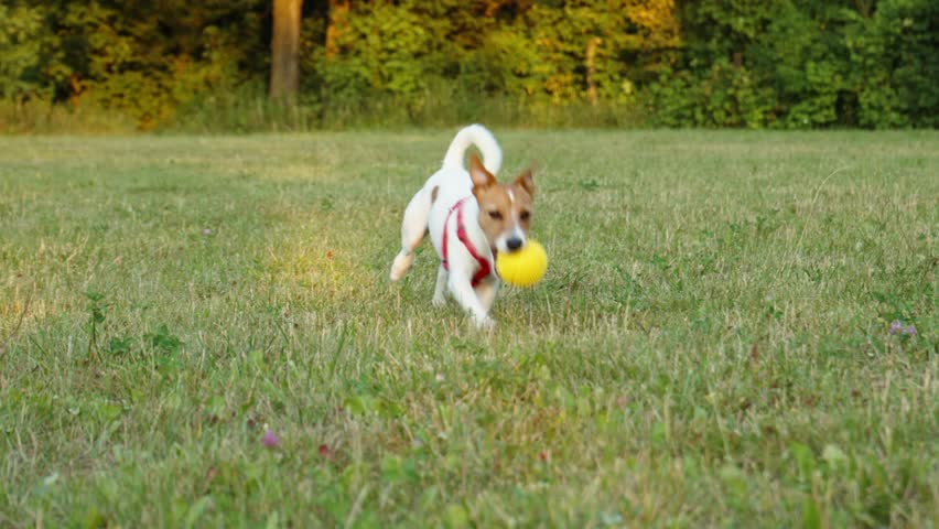 Cute active dog running at green grass, playing with toy ball. Active dog walking outdoors | Shutterstock HD Video #1099293391