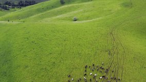 Aerial video view from drone of hilly rural landscape with a herd of cows grazing in a meadow. Camera pointed down. Altai, Russia

