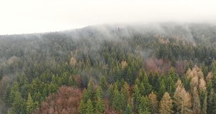 Misty fog blowing over tree forest. Aerial footage of forest trees on the mountain hills at misty day. Morning fog at beautiful autumn forest.