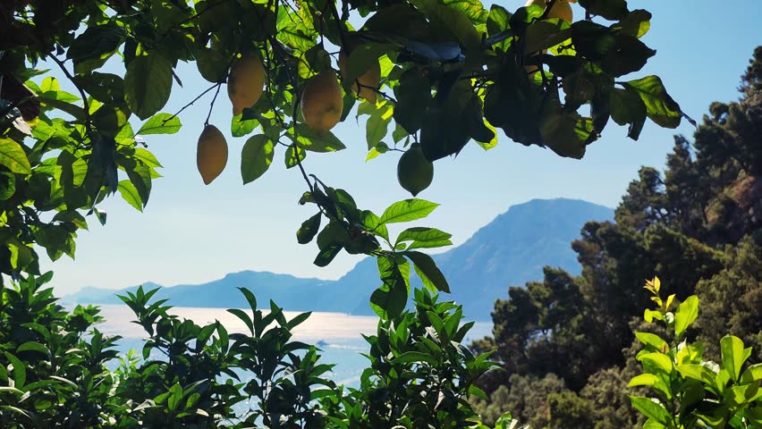 Yellow and green lemons grow on a tree. Branches With Ripe Lemons. Lemon tree and the rays of the sun shining. Positano, Italy on thebackground. Sorrento Lemon. Landscape growing fruits in the garden. | Shutterstock HD Video #1099298421