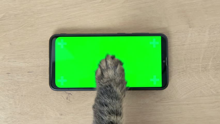 Cat paw touching, clicking, tapping and swiping phone with chromakey screen. Feline Paw typing smartphone with green background. Close-up. Chroma key horizontal mock up for advertising Cat using phone | Shutterstock HD Video #1099299357