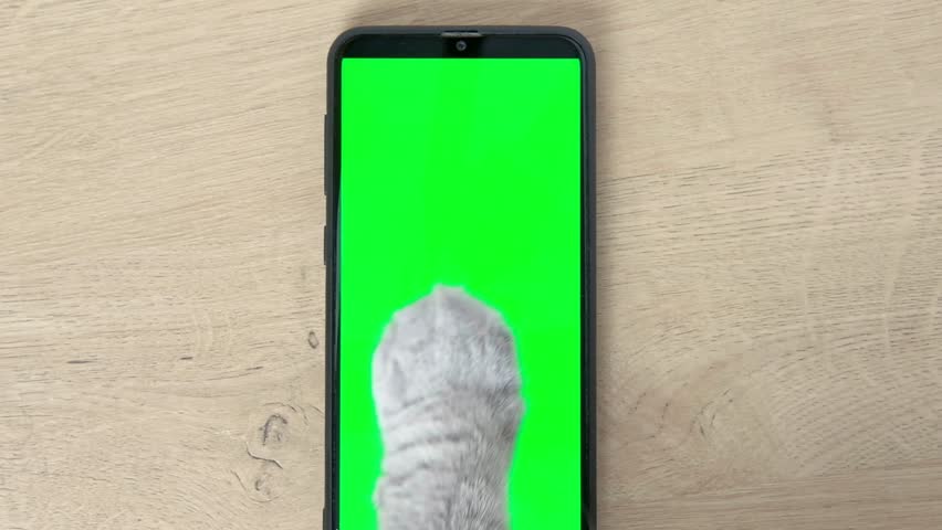 Cat paw touching, clicking, tapping and swiping phone with chromakey screen. Feline Paw typing smartphone with green background. Close-up. Chroma key vertical mock up for advertising. Cat using phone | Shutterstock HD Video #1099299367