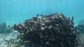 Lot of tropical fishes in coral reef underwater in sea of Maldives. Scuba diving in world of colorful beautiful wildlife of reefs. Inhabitants in search of food. Slow motion shot.