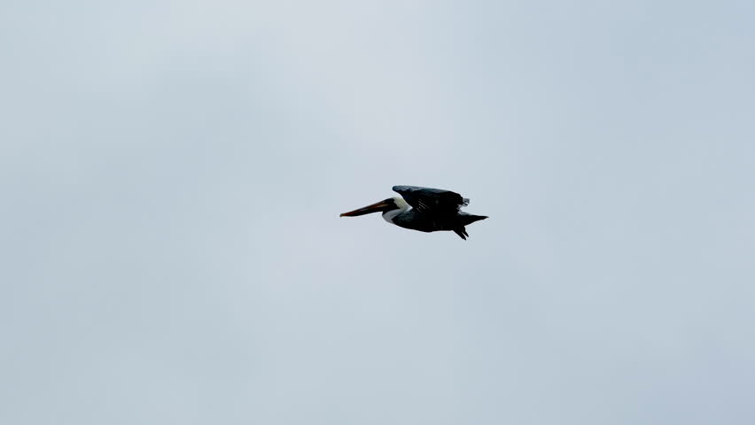 Pelican flying along the Outer Banks of North Carolina, slow motion