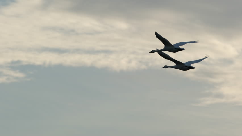Tundra Swans in flight in the Pea Island National Wildlife Refuge in winter, Outer Banks, North Carolina, USA.