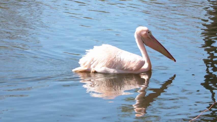 Close-up on a floating pelican on a pond.