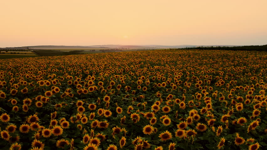Drone fly above sunflower field during sunset, vibrant colorful scenic aerial landscape establishing shot.