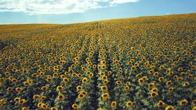 Drone footage of a sunflower field shows rows of tall, yellow flowers swaying in the breeze. The bright yellow of the flowers stands out against the green of the surrounding vegetation