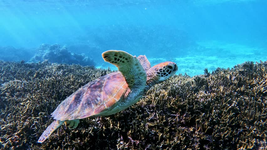 Closeup Of A Sea Turtle Swimming Under The Tropical Blue Sea - underwater, side view. Miyako Islands Japan | Shutterstock HD Video #1099307879