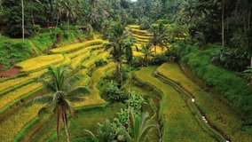 Tegalalang Rice Terrace Drone Flys Over Palm Trees in Ubud, Bali