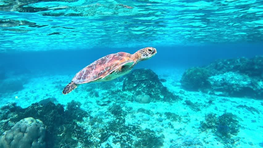 A Closeup Of A Green Sea Turtle Surfacing For A Breath Of Air In The Tropical Blue Sea. - underwater, side view
