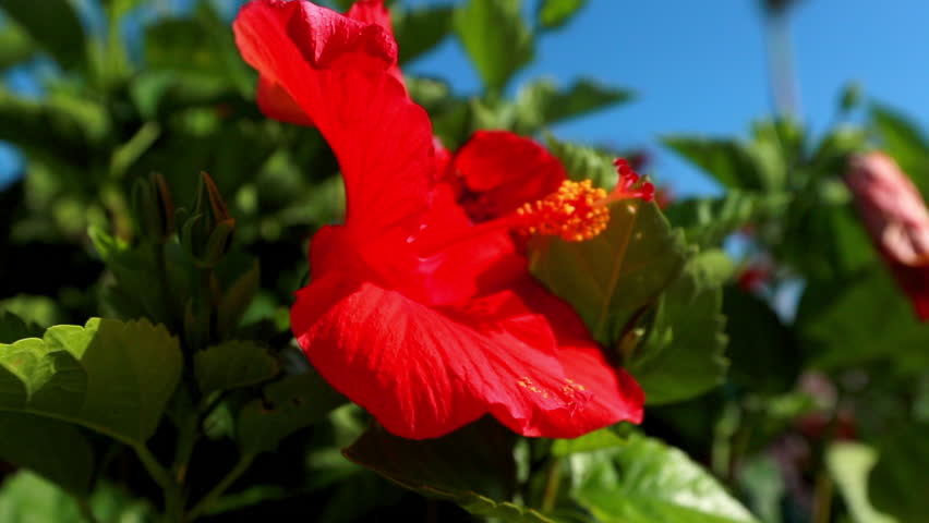 Fresh Hibiscus Flower Amidst Green Leaves On Sunny Day - Berry Islands, The Bahamas | Shutterstock HD Video #1099309345