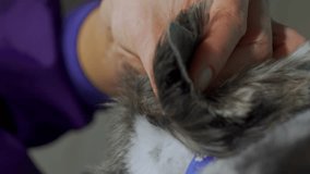 This video showcases a detailed close-up of a Yorkie Terrier's ear being expertly trimmed by a female groomer. The skillful hands of the groomer delicately shape and sculpt the dog's ear.