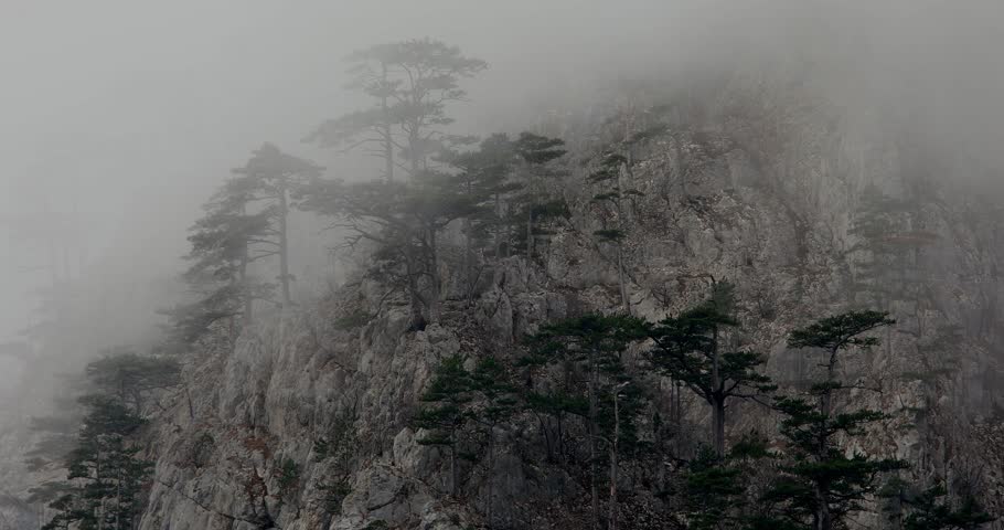 Pine trees on a rock in the fog. Mist on the mountainside. wild nature of montenegro. atmospheric scene. High quality 4k footage