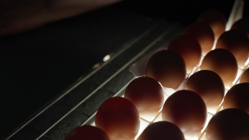 Brown Hen Eggs Candling On Tray Illuminated With Bright Lights. Dark Room. Checking Freshly Produced Eggs Quality By Candling. Hen Eggs Candling Process. Poultry Product Inspection. Farming | Shutterstock HD Video #1099316299