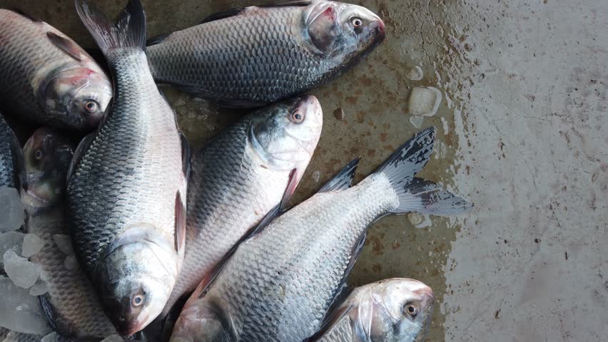 pile of freshly harvested catla carp fish for sale HD