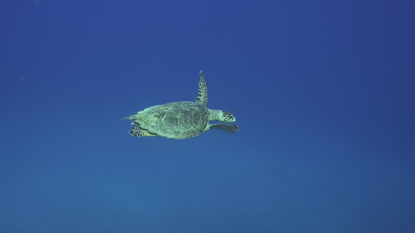 Sea turtle swim in the blue sea in sun rays on daytime. Hawksbill Sea Turtle or Bissa (Eretmochelys imbricata) Slow motion, Top view, Underwater shot Royalty-Free Stock Footage #1099318501