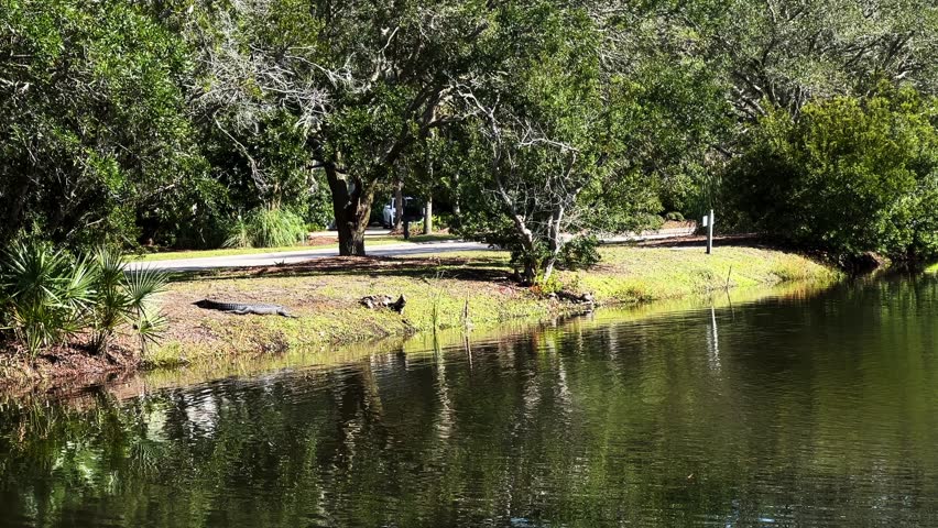 Alligator sunning in the grass by a lagoon