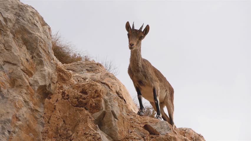 A Lonely Wild Mountain Goat Stands On A Rock