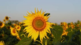 Sunflowers on blue sky background. Fields with sunflowers in the summer. Agricultural industry, production of sunflower oil. 4K UHD video