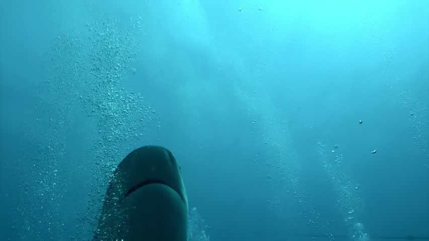 Close-up gray bull shark underwater ocean of Tonga. School of sharks Carcharhinus leucas in underwater marine wildlife of Pacific Ocean.