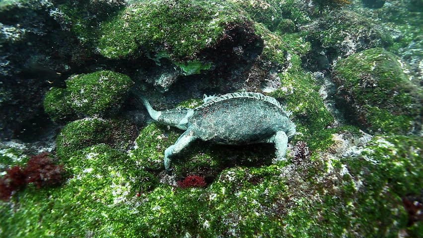Marine Iguana gnaws algae on stone underwater ocean. Wild animal Galapagos iguana Amblyrhynchus cristatus on seabed in marine life of wild nature of Pacific Ocean.
