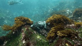 Two Galapagos marine Iguana crawling on rocks underwater ocean. Video demonstrates iguana swimming. Wild animal iguana Amblyrhynchus cristatus on seabed in marine life of wild nature of Pacific Ocean.