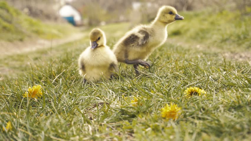 Cute gosling