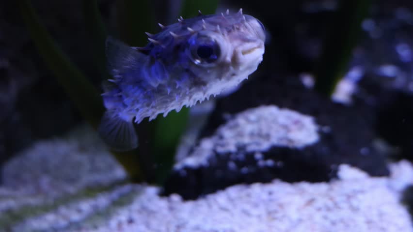 Scientific classification of Short-spined Porcupinefish