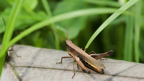 Premium Photo  Green bush-cricket long horned grasshopper on brown branch.