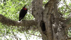 Southern ground hornbill working on their nest