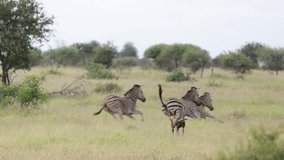 African wild dog chasing zebras, then zebra chase the wild dog