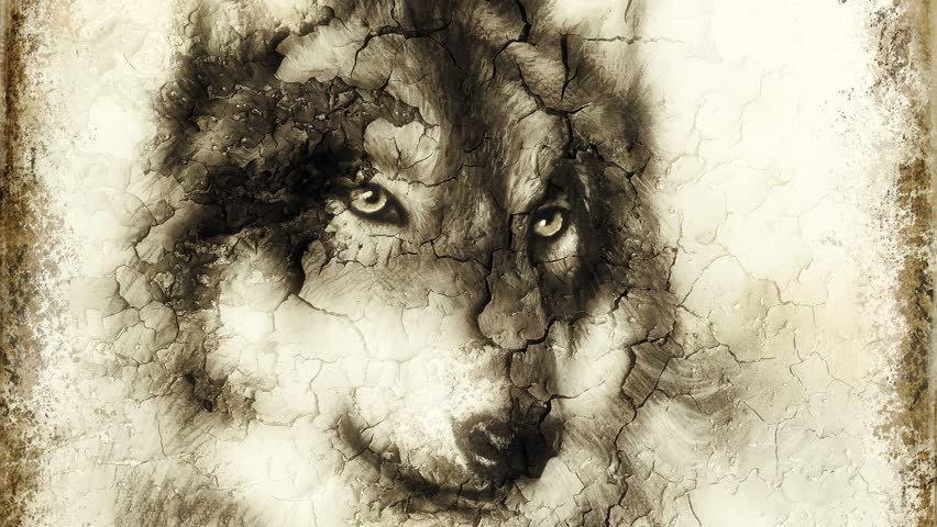 Illustration Portrait of a Wolf, crackle background. vintage picture. Loop Animation