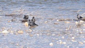 A crows bathing in the water of the river