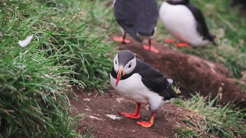 Lovely flock of Atlantic Puffin bird living on cliff by coastline of north atlantic ocean in summer at Iceland