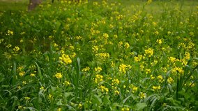 Hd video of Rapeseed flower. Canola flower. Mustard flowers. The Sinapis arvensis detail of Diplotaxis flowering