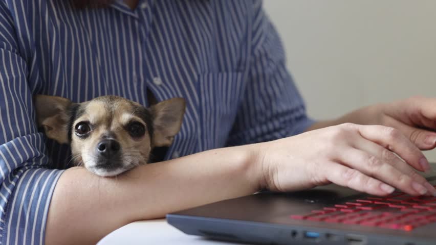 Online pet shopping, a woman buys goods for a dog on the Internet with a puppy in her arms | Shutterstock HD Video #1099347761