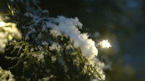 Closer look of the snow on the tree during the cold season in Estonia - Powered by Shutterstock - Get 15% off with code: PIKWIZARD15