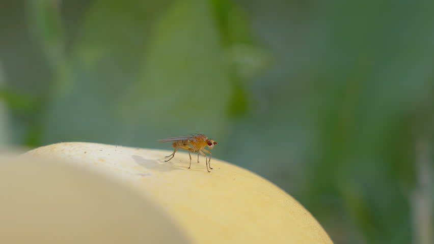 The closer look of the bug on the mushroom in the lawn outside in Estonia