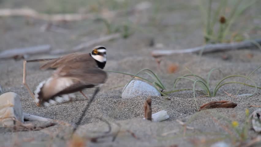 the little ringed plover bird making himself a target to protect his young. Bird is trying to attract the attention of the threat by pretending to be crippled.
 Royalty-Free Stock Footage #1099366681
