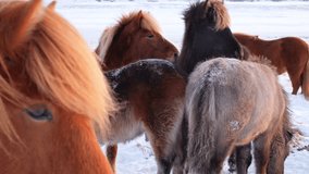 Horses In Winter. Rural Animals in Snow Covered Meadow. Frozen North Countryside in Iceland. Icelandic Horse, Breed of Horse Developed in Iceland. Go Everywhere, Travel Europe. Shot in 8k Resolution.