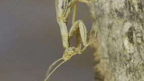Vertical video, Close-up portrait of praying mantis sits and washing herself on tree branch, masquerading against its background. Crimean praying mantis (Ameles heldreichi)