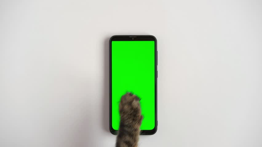 Cat paw touching, clicking, tapping and swiping phone with chromakey screen. Feline Paw typing smartphone with green background. Close-up. Chroma key vertical mock up for advertising. Cat using phone | Shutterstock HD Video #1099369497