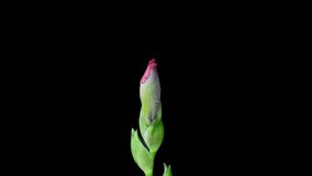 Timelapse of pink Iris flower blooming on black background. Blooming peony flower open, time lapse, close-up. Wedding backdrop, Valentine's Day concept. Viva magenta