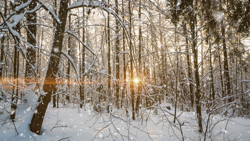 Bright sunny landscape with snow falling snow and a small house in the forest, cinemagraph, video loop | Shutterstock HD Video #1099375079