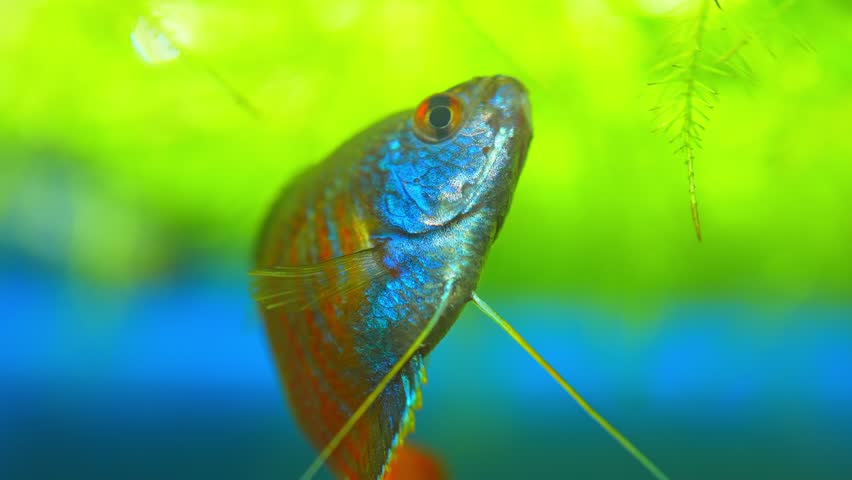 Dwarf Gourami fish, Trichogaster lalius, male specimen with red orange stripes coloration. Macro close up slow motion in aquarium. Species of fish native to southeastern Asia. Tropical fish hobby. | Shutterstock HD Video #1099375441