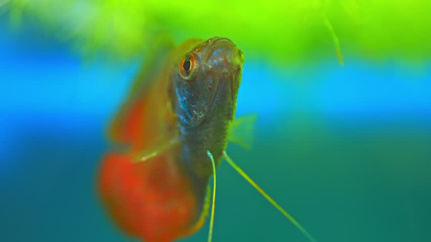 Dwarf gourami fish close up macro slow motion shot. Flame gourami, Red gourami or Sunset gourami fish. Native to India, West Bengal, Assam, and Bangladesh. Exotic fish in the home pool. | Shutterstock HD Video #1099375469