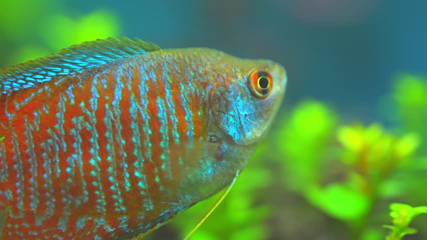 Dwarf gourami fish close up macro slow motion shot. Flame gourami, Red gourami or Sunset gourami fish. Native to India, West Bengal, Assam, and Bangladesh. Exotic fish in the home pool. | Shutterstock HD Video #1099375471