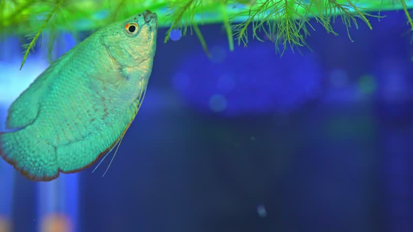 Dwarf gourami fish close up macro slow motion shot. Powder blue gourami fish. Native to India, West Bengal, Assam, and Bangladesh. Exotic fish in the home pool. Omnivore and algae eater. | Shutterstock HD Video #1099375481